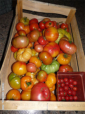 Greenhouse Tomatoes - Growing Tomatoes - Red Tomato